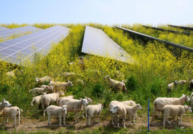 Agrivoltaik tarım ve güneş enerjisi sistemi, sürdürülebilir enerji ve tarım entegrasyonu.