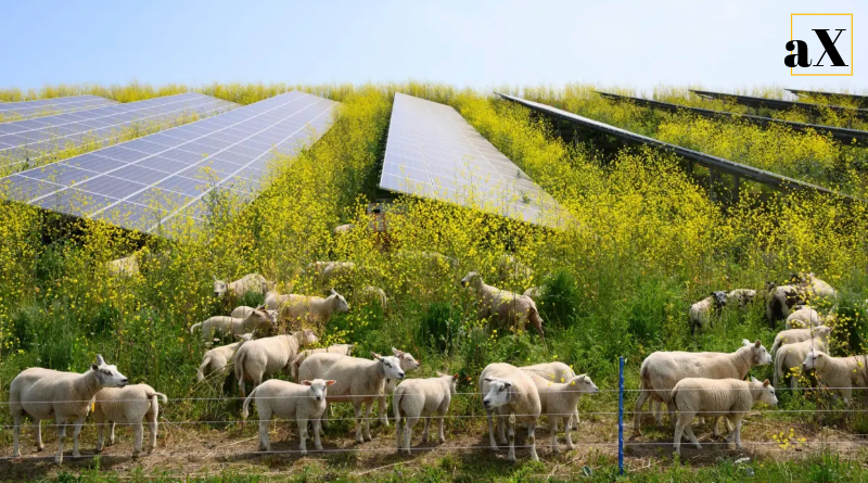 Agrivoltaik tarım ve güneş enerjisi sistemi, sürdürülebilir enerji ve tarım entegrasyonu.