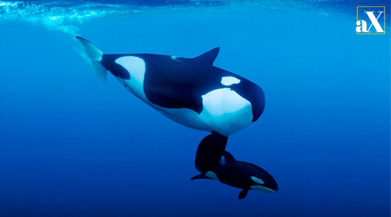Whale breaching from the ocean — representing fragile marine ecosystems impacted by climate change.